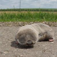 животное слепыш