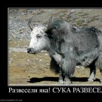 животное як