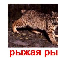 животное рыжая рысь