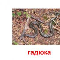 животное гадюки