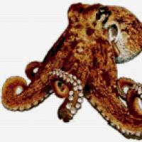животное осьминоги