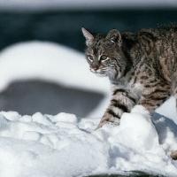 животное охота на зайца