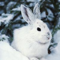 животное заяц