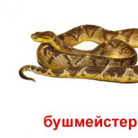 животное бушмейстер