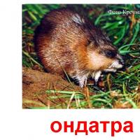 животное ондатра