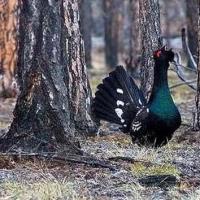 животное глухарь