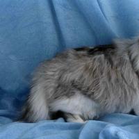 животное лесная кошка