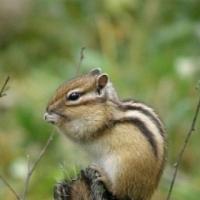 животное бурундук