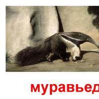 животное муравьед