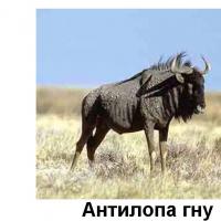 животное антилопа гну