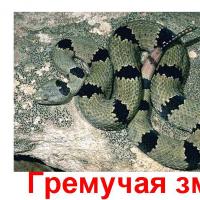 животное гремучая змея