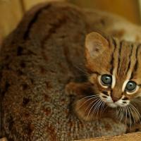 животное ржавая кошка